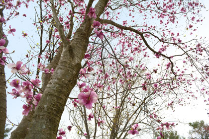 Tulip Magnolia in bloom